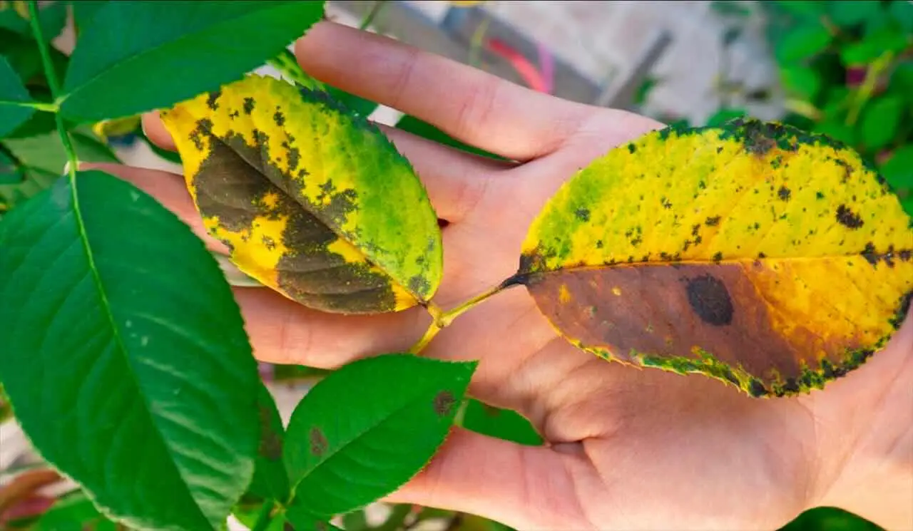 Come si riconosce una carenza di ferro nelle piante? I sintomi visibili