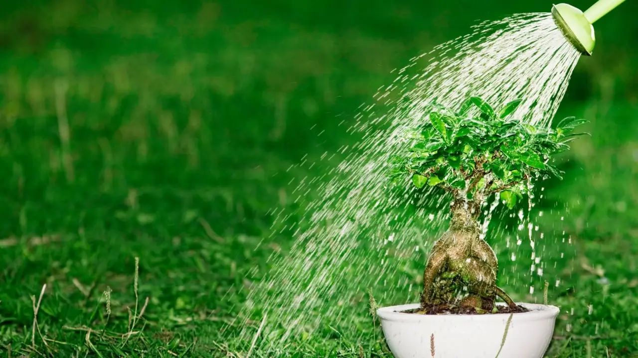 Quali sono i segnali di un’irrigazione eccessiva? Come salvare le piante