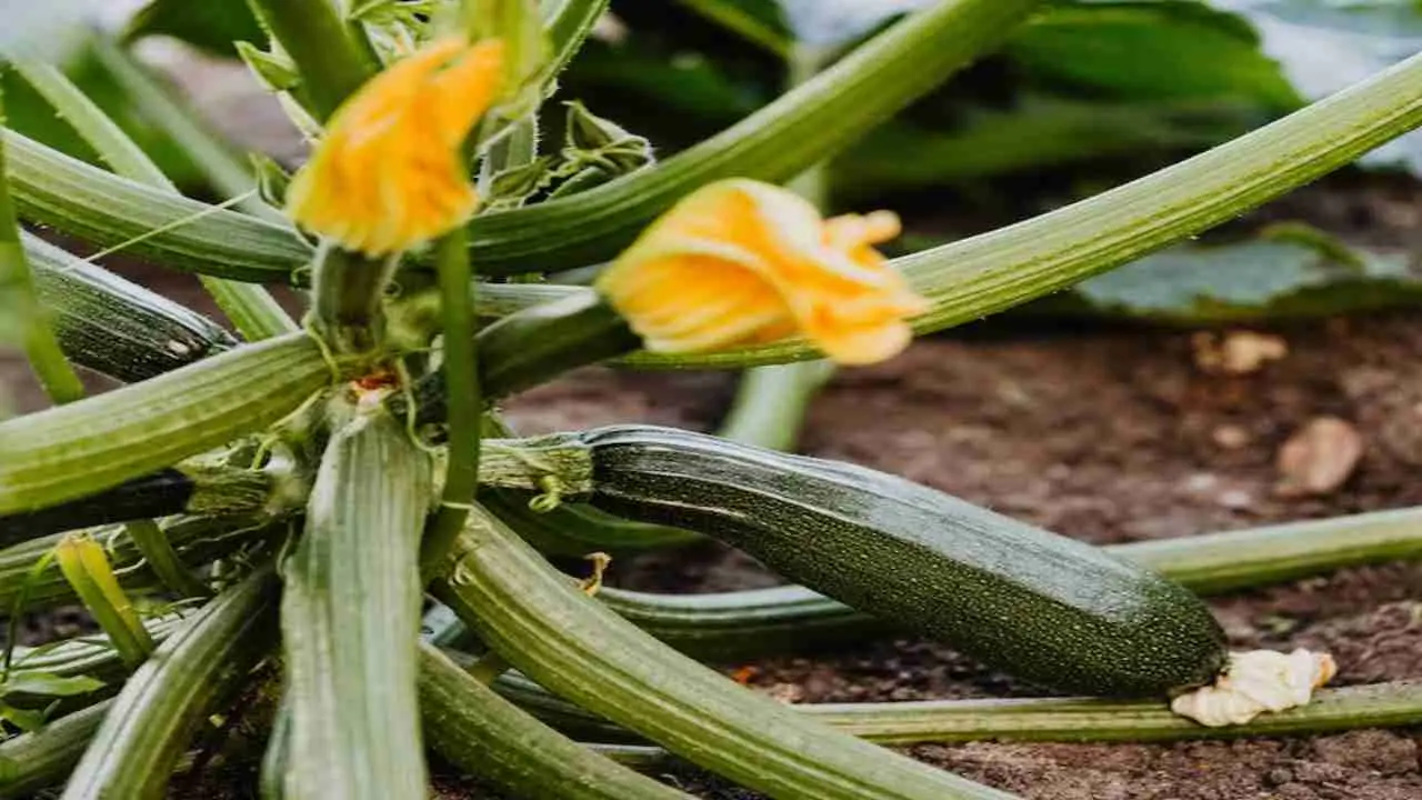 Quando raccogliere le zucchine? Il segnale che indica il momento giusto
