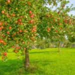 Quali sono i migliori alberi da frutto per piccoli giardini? Ecco la selezione