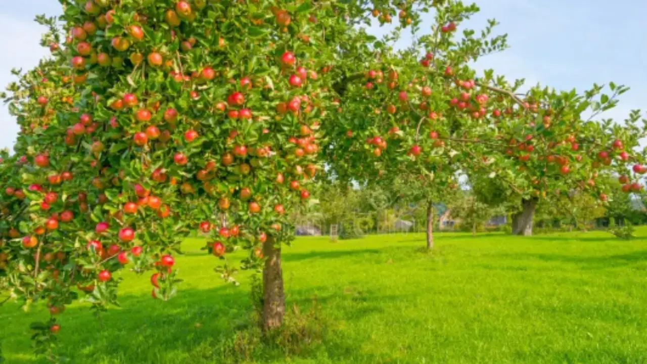 Quali sono i migliori alberi da frutto per piccoli giardini? Ecco la selezione