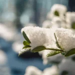 Quali piante resistono al freddo invernale? Ecco la lista definitiva