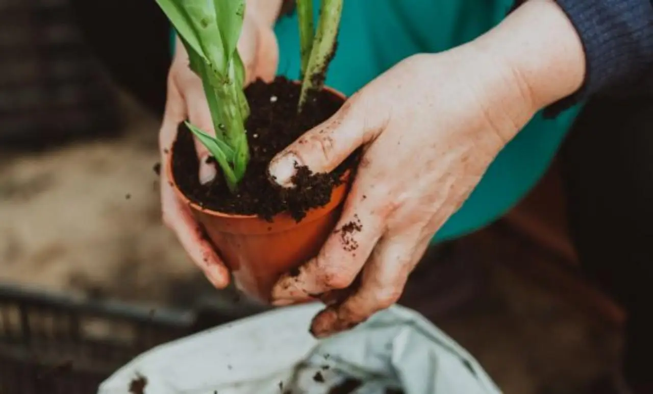 Come scegliere il vaso giusto per ogni pianta? I criteri da considerare