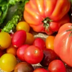 Quando si raccolgono i pomodori? Il colore e il tatto da osservare