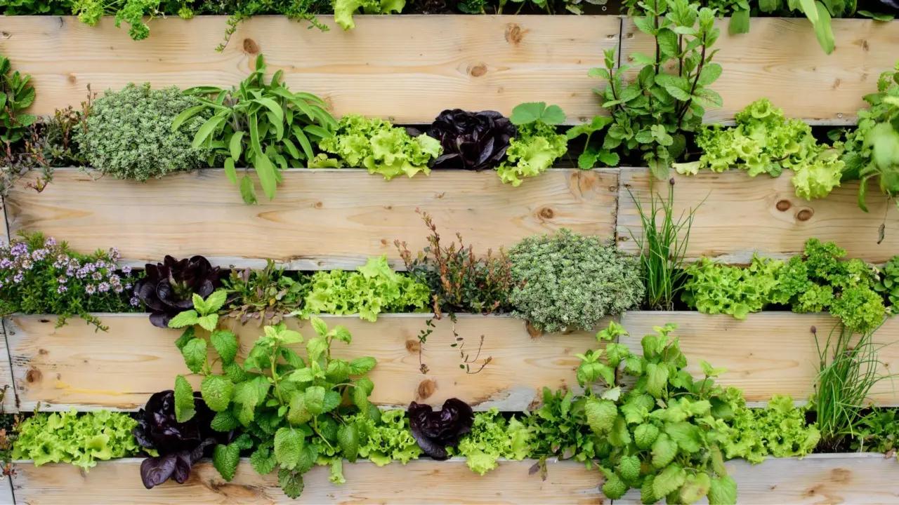 Come creare un orto verticale? La guida completa per piccoli spazi