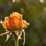 Come si riconoscono i parassiti delle rose? I segni da notare subito
