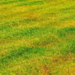Perché il prato diventa giallo? Le cause e i rimedi immediati