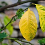 Perché le foglie delle piante ingialliscono? Le cause e come rimediare