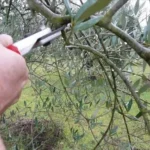 Come potare l’ulivo correttamente? Il calendario mese per mese