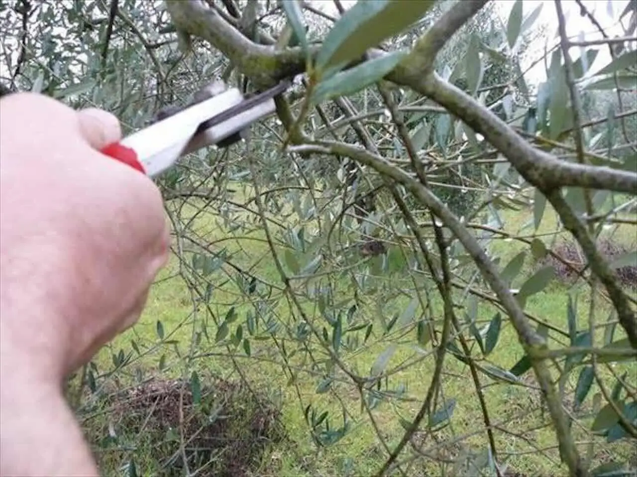 Come potare l’ulivo correttamente? Il calendario mese per mese