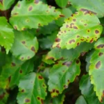 Perché le foglie si macchiano di marrone? Le cause principali