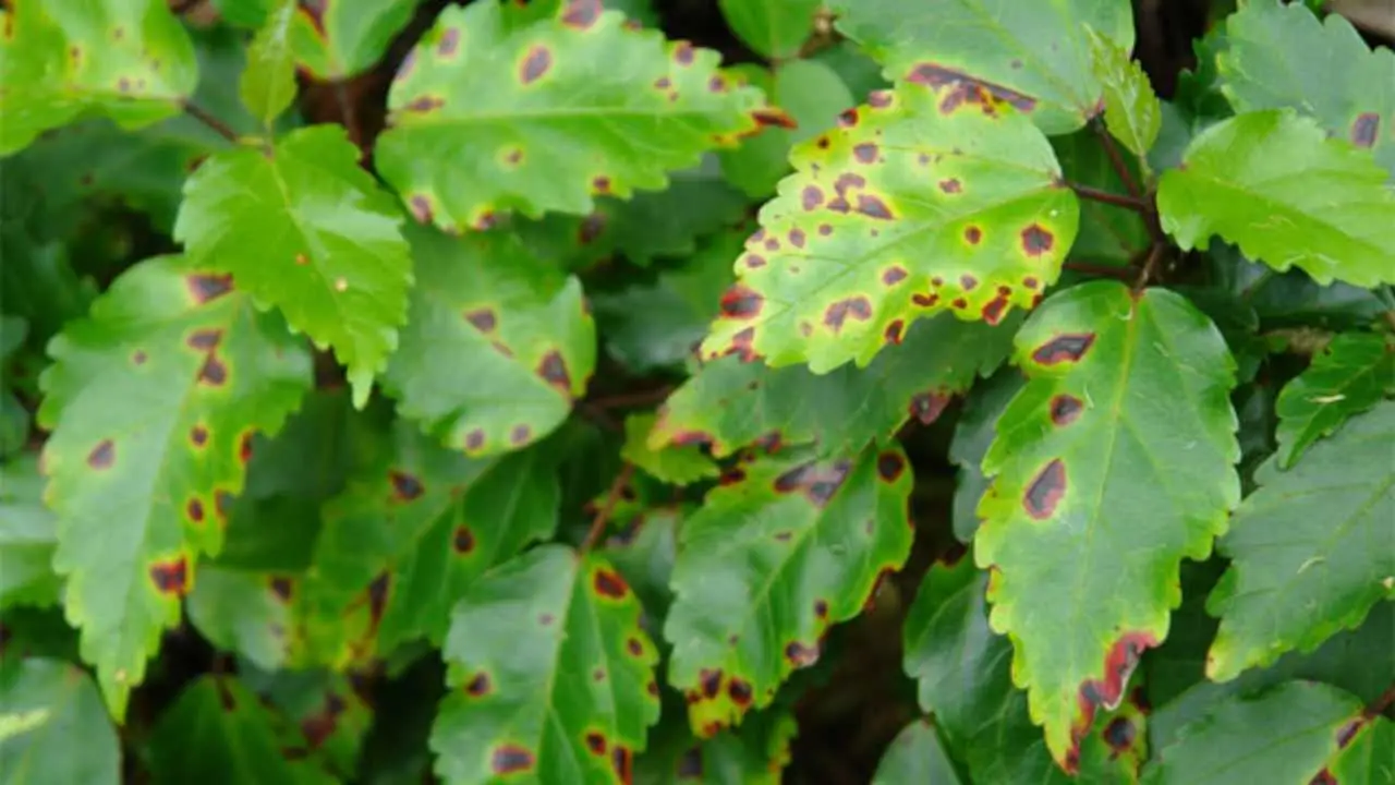 Perché le foglie si macchiano di marrone? Le cause principali