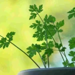Quando si semina il prezzemolo? I tempi migliori per farlo crescere