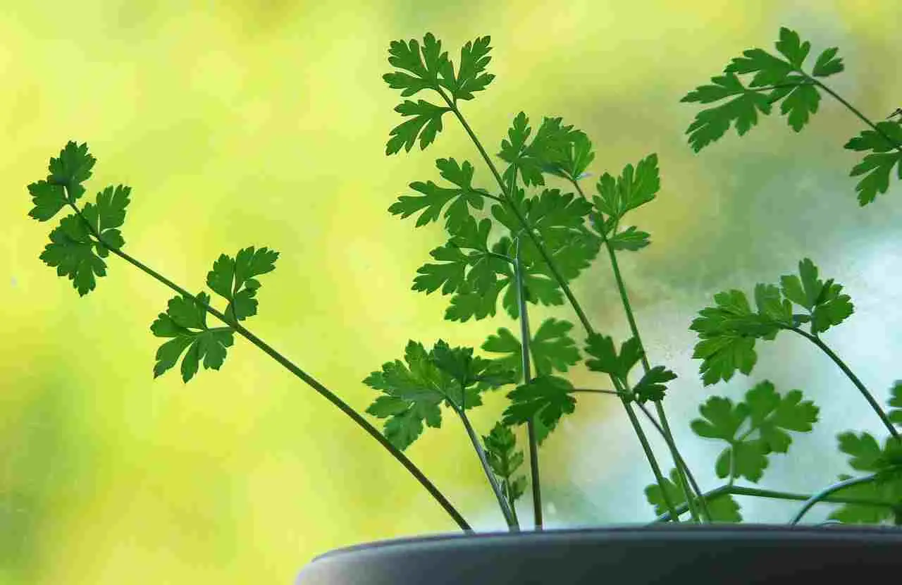 Quando si semina il prezzemolo? I tempi migliori per farlo crescere
