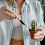 Come potare correttamente una pianta grassa? Gli strumenti giusti da usare