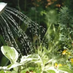 Come irrigare l’orto in modo corretto? Gli errori da evitare