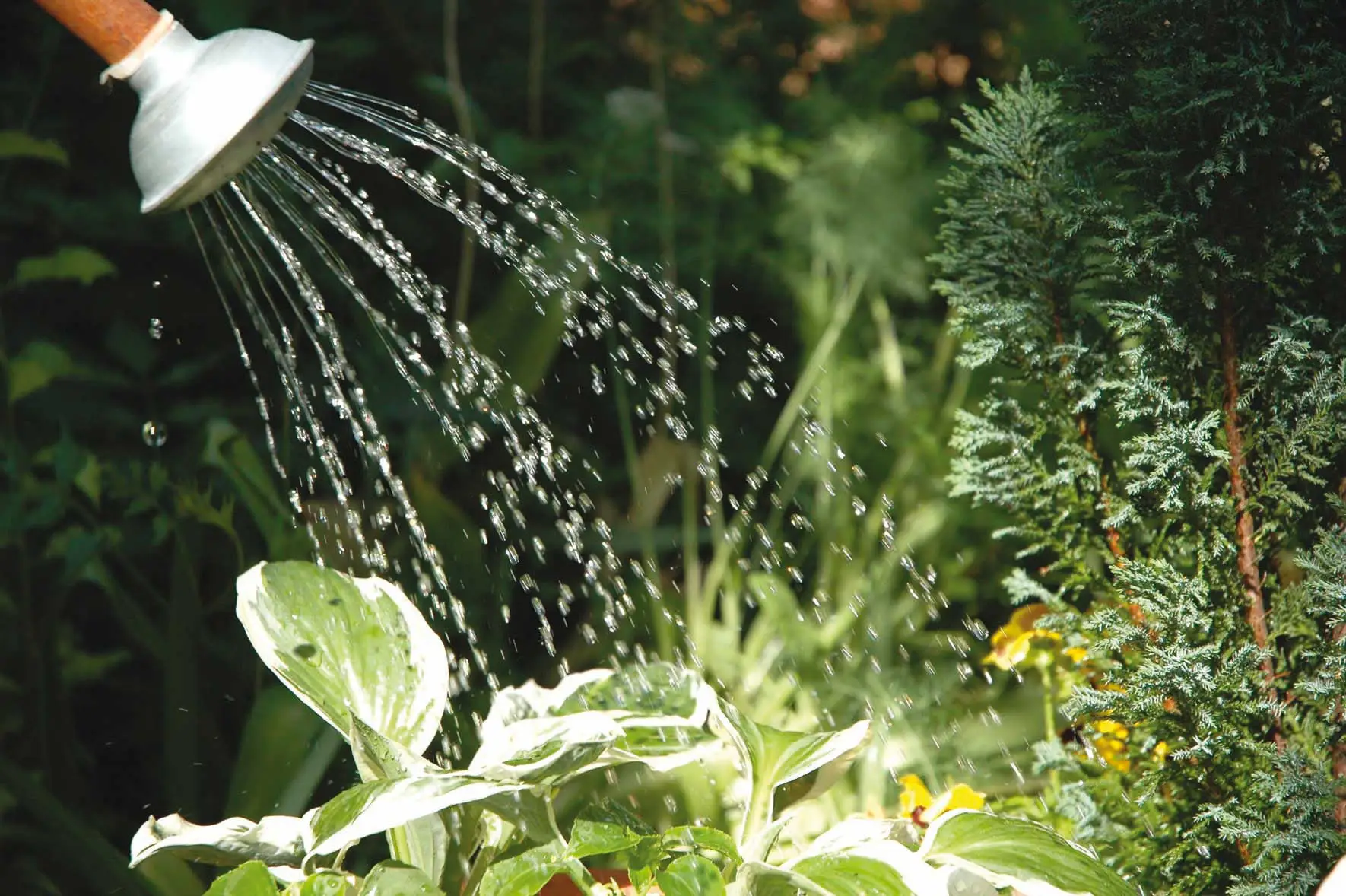 Come irrigare l’orto in modo corretto? Gli errori da evitare