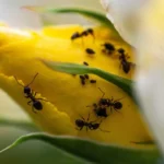 Come allontanare le formiche dalle piante? I rimedi naturali più usati