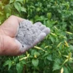 Come usare la cenere nel giardino? I benefici e le precauzioni