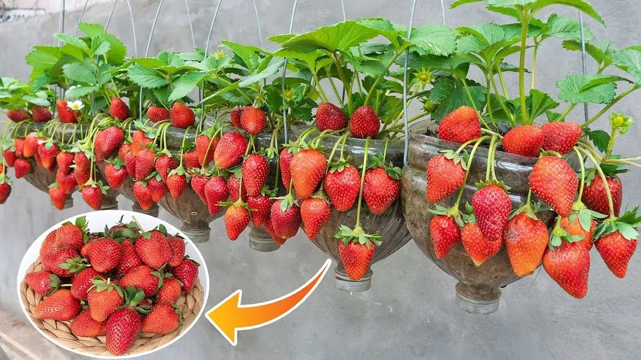 Come coltivare le fragole in vaso? Il metodo per averle tutto l’anno