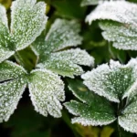 Come proteggere le piante dal gelo? I rimedi naturali che funzionano