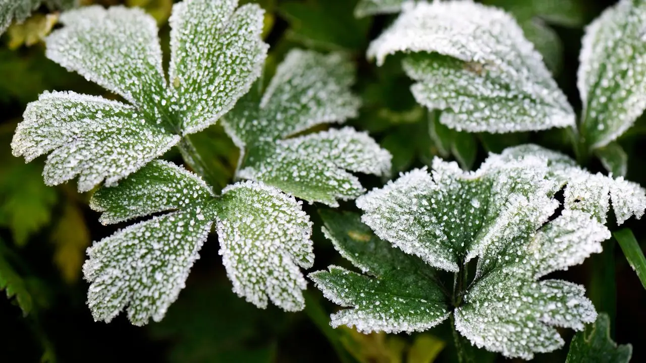 Come proteggere le piante dal gelo? I rimedi naturali che funzionano