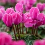 Quali sono le piante che fioriscono tutto l’anno? Ecco le varietà più belle