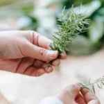 Perché il rosmarino secca? Le cause e cosa fare