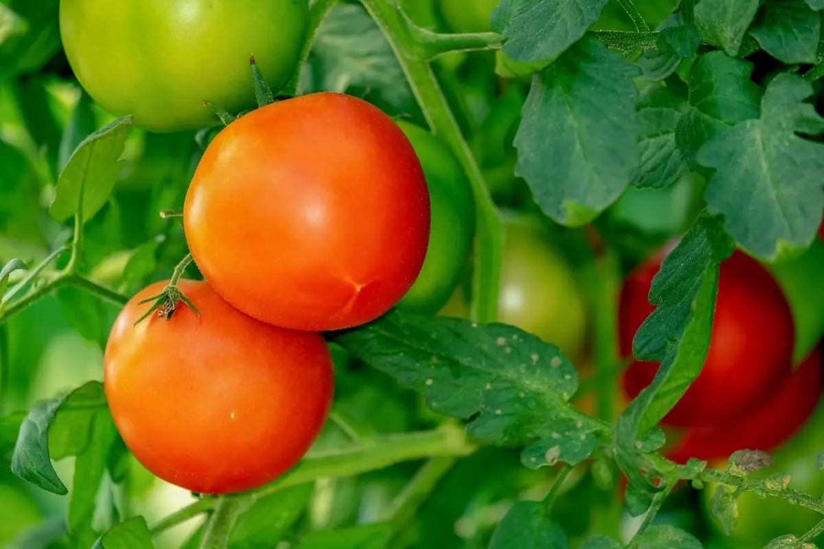 Perché i pomodori non maturano? I motivi nascosti