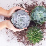 Quando rinvasare le piante grasse? Il momento perfetto per ogni specie