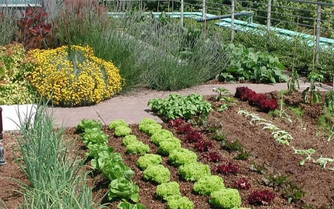 Come fare un orto sinergico? I principi base da seguire