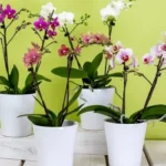 Come curare un’orchidea che non fiorisce? I consigli pratici