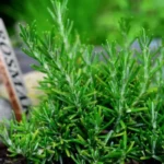 Quali piante aromatiche si possono coltivare in casa? Le più semplici