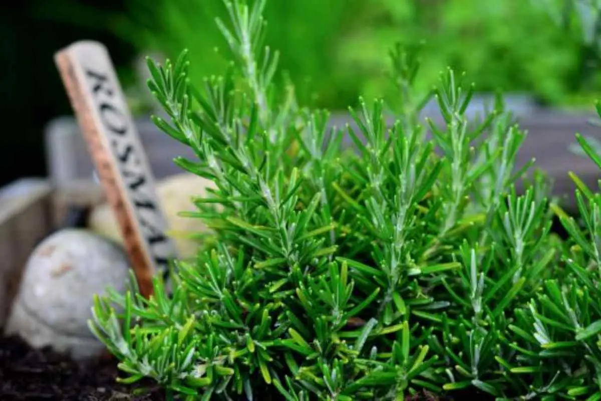 Quali piante aromatiche si possono coltivare in casa? Le più semplici