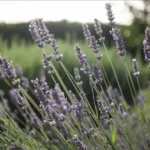 Quando potare la lavanda? Il periodo giusto per una nuova fioritura