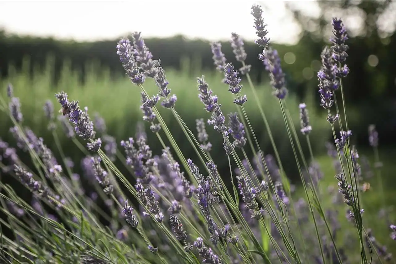 Quando potare la lavanda? Il periodo giusto per una nuova fioritura
