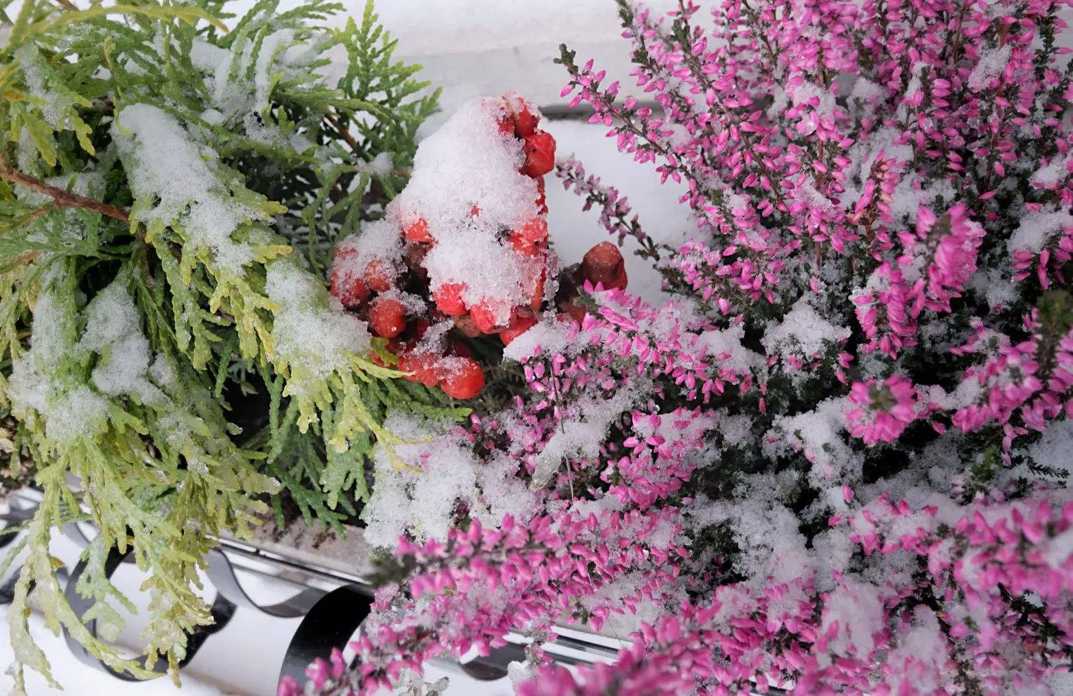 Quali piante si possono coltivare in inverno? Le varietà più resistenti