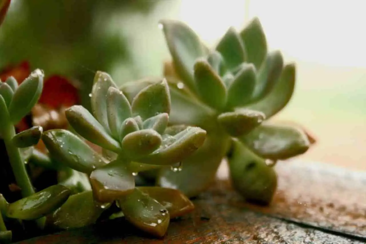 Perché le piante grasse marciscono? Il problema dell’acqua in eccesso